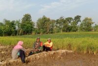 Babinsa Koramil  12/Simo Kodim 0724/Boyolali Sertu Widodo Khaeroni turun kesawah di desa binaan guna untuk memberikan motivasi dan dukungannya terhadap petani