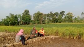Babinsa Koramil  12/Simo Kodim 0724/Boyolali Sertu Widodo Khaeroni turun kesawah di desa binaan guna untuk memberikan motivasi dan dukungannya terhadap petani