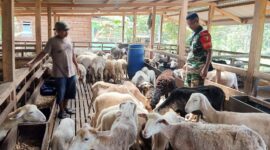 Ternak 10 kambing dalam 3 tahun menjadi 100 kambing