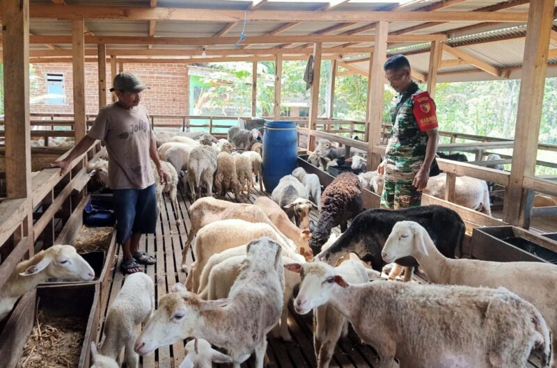 Ternak 10 kambing dalam 3 tahun menjadi 100 kambing