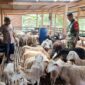 Ternak 10 kambing dalam 3 tahun menjadi 100 kambing