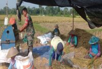 Foto: Serda Nur Hatib turut membantu proses panen padi varietas Inpari 32 sekaligus mensosialisasikan program Serapan Gabah Petani (Sergab) oleh pemerintah melalui Bulog