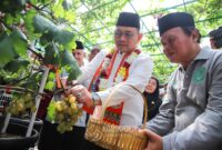 Foto: Wali Kota Jakarta Pusat Panen Buah Anggur 