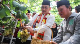 Foto: Wali Kota Jakarta Pusat Panen Buah Anggur 