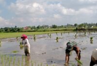 Foto: Berkubang Lumpur, Semangat Babinsa Kromasan Tak Pernah Surut