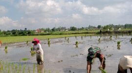 Foto: Berkubang Lumpur, Semangat Babinsa Kromasan Tak Pernah Surut