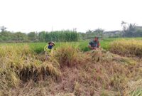 Serka Ebit turut serta membantu Bapak Imam pemilik lahan sekaligus anggota Kelompok Tani (Poktan) Rukun Makmur