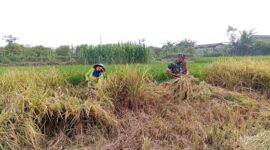 Serka Ebit turut serta membantu Bapak Imam pemilik lahan sekaligus anggota Kelompok Tani (Poktan) Rukun Makmur