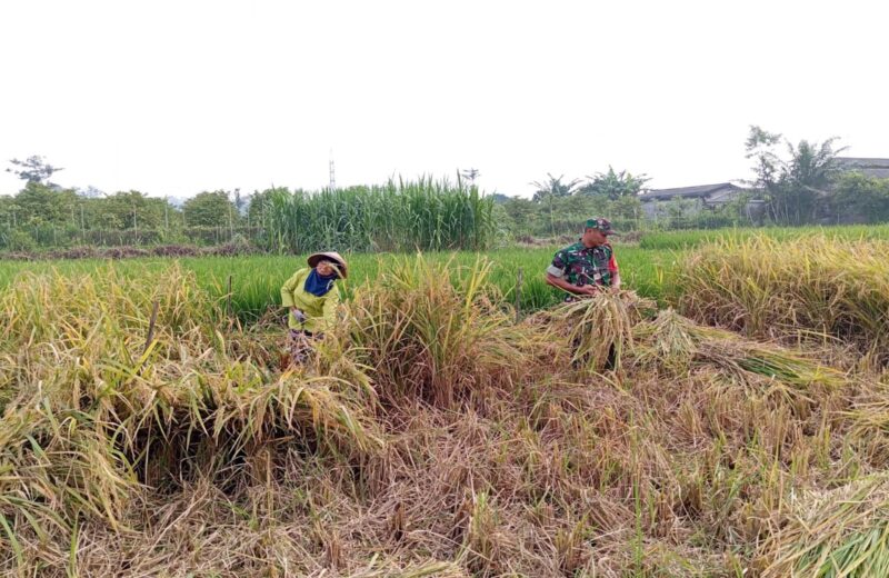 Serka Ebit turut serta membantu Bapak Imam pemilik lahan sekaligus anggota Kelompok Tani (Poktan) Rukun Makmur