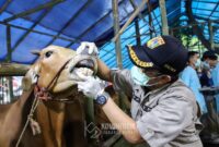 Petugas Sudin KPKP Jakpus Periksa Kesehatan Hewan Kurban Jelang Iduladha