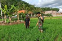 Demi Panen Melimpah, Babinsa dan Petani di Tulungagung Bersatu Melawan Hama