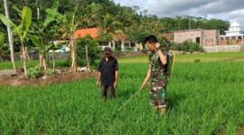 Demi Panen Melimpah, Babinsa dan Petani di Tulungagung Bersatu Melawan Hama