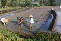 Babinsa Desa Tulungrejo Dampingi Petani Tanam Padi