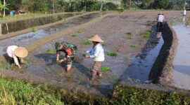 Babinsa Desa Tulungrejo Dampingi Petani Tanam Padi