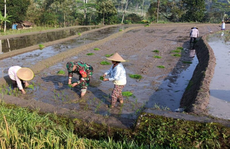 Babinsa Desa Tulungrejo Dampingi Petani Tanam Padi