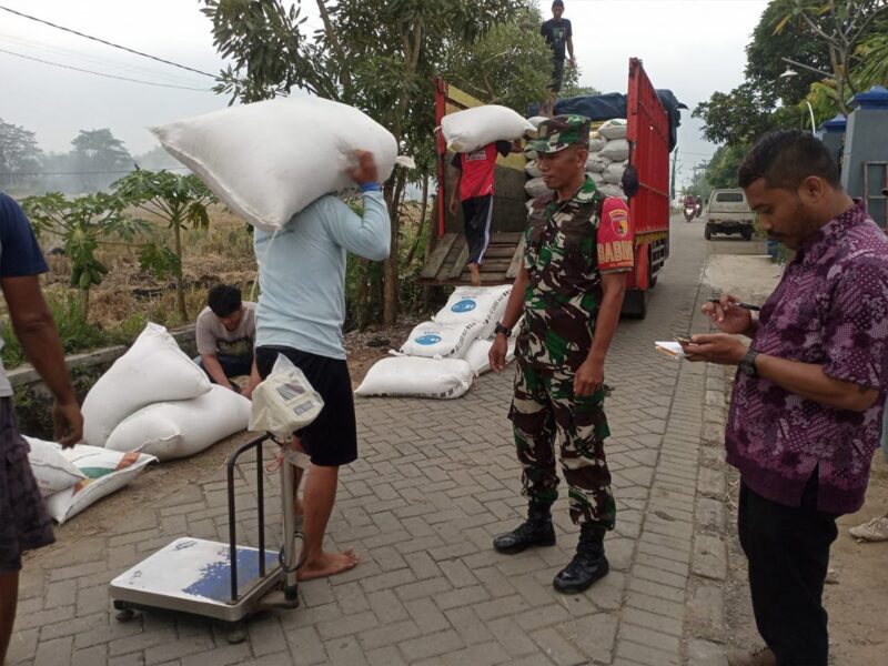 Babinsa Trenggalek Kawal Penyerapan Gabah, Petani Dapat Kepastian Harga