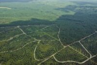 Foto: Perkebunan Kelapa Sawit Bukit Harapan. (Dok-Istimewa)