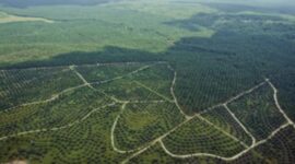 Foto: Perkebunan Kelapa Sawit Bukit Harapan. (Dok-Istimewa)