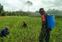 Serka Harianto turut membantu pertanian bertujuan mendukung pemerintah daerah dan pusat dalam menjaga produktivitas pangan nasional.