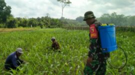 Serka Harianto turut membantu pertanian bertujuan mendukung pemerintah daerah dan pusat dalam menjaga produktivitas pangan nasional.