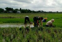 Babinsa Desa Bono Serma Totok,melaksanakan pendampingan kegiatan pencabutan benih padi yang siap tanam di lahan sawah milik warga binaannya