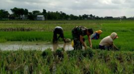 Babinsa Desa Bono Serma Totok,melaksanakan pendampingan kegiatan pencabutan benih padi yang siap tanam di lahan sawah milik warga binaannya