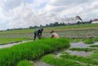 Dukung Swasembada Pangan, Serka Sugianto Aktif Bina Petani di Sumbergempol