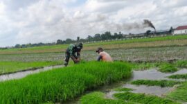 Dukung Swasembada Pangan, Serka Sugianto Aktif Bina Petani di Sumbergempol