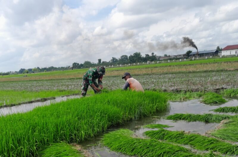 Dukung Swasembada Pangan, Serka Sugianto Aktif Bina Petani di Sumbergempol