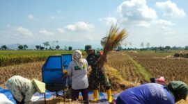 Semangat Gotong Royong, Babinsa Desa Wates Bantu Petani Panen Raya
