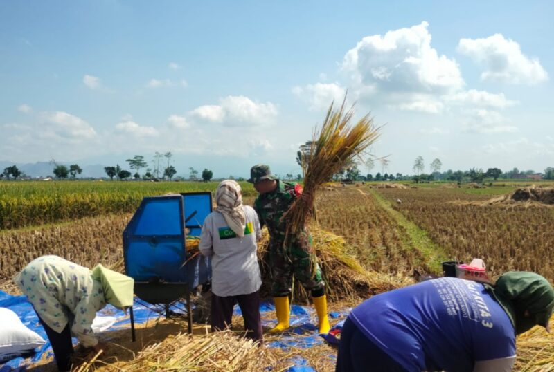 Semangat Gotong Royong, Babinsa Desa Wates Bantu Petani Panen Raya