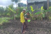 Serda Feri Dampingi Pemupukan Tanaman Jagung, Wujud Nyata Dukung Ketahanan Pangan