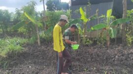 Serda Feri Dampingi Pemupukan Tanaman Jagung, Wujud Nyata Dukung Ketahanan Pangan