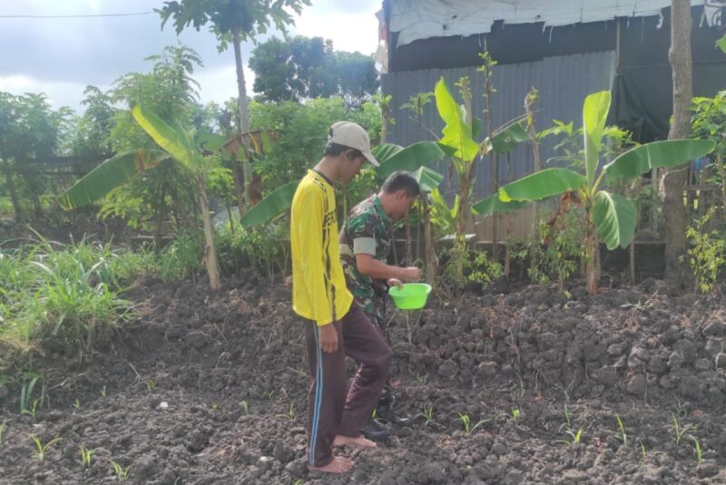 Serda Feri Dampingi Pemupukan Tanaman Jagung, Wujud Nyata Dukung Ketahanan Pangan