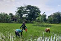 Serka Aris, Pendampingan Pemupukan Jadi Kunci Sukses Panen dan Ketahanan Pangan