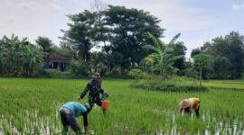 Serka Aris, Pendampingan Pemupukan Jadi Kunci Sukses Panen dan Ketahanan Pangan