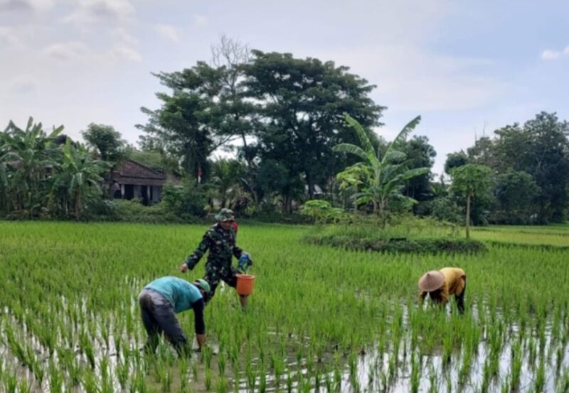 Serka Aris, Pendampingan Pemupukan Jadi Kunci Sukses Panen dan Ketahanan Pangan