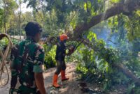 Babinsa dan TRC-PB Bersinergi Amankan Jalan dari Ancaman Pohon Lapuk
