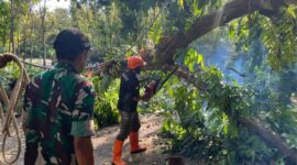 Babinsa dan TRC-PB Bersinergi Amankan Jalan dari Ancaman Pohon Lapuk
