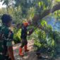 Babinsa dan TRC-PB Bersinergi Amankan Jalan dari Ancaman Pohon Lapuk

