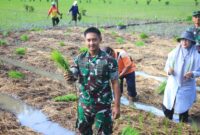 Dandim 0806/Trenggalek Letkol Inf Isnanto Roy Saputra, S.H., M.Sis., turun langsung ke sawah