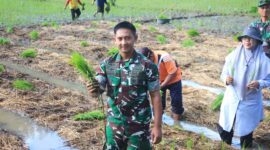 Dandim 0806/Trenggalek Letkol Inf Isnanto Roy Saputra, S.H., M.Sis., turun langsung ke sawah