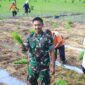 Dandim 0806/Trenggalek Letkol Inf Isnanto Roy Saputra, S.H., M.Sis., turun langsung ke sawah