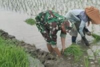 Babinsa Boyolangu Turun ke Sawah, Dorong Petani Tingkatkan Produksi Padi
