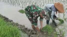Babinsa Boyolangu Turun ke Sawah, Dorong Petani Tingkatkan Produksi Padi
