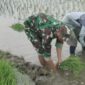 Babinsa Boyolangu Turun ke Sawah, Dorong Petani Tingkatkan Produksi Padi
