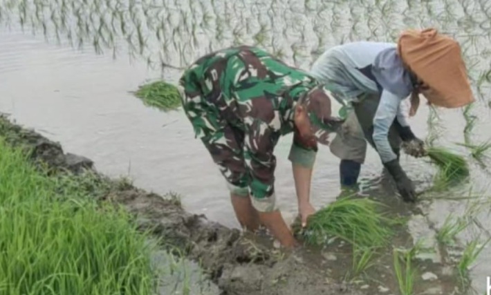 Babinsa Boyolangu Turun ke Sawah, Dorong Petani Tingkatkan Produksi Padi
