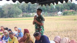 Guyub di Sawah, TNI Bersama Pemkab Trenggalek Rayakan Labuh Panen Padi