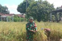 Koptu Agus Wahyudi Ajak Petani Inovatif di Musim Panen Desa Purworejo