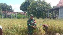 Koptu Agus Wahyudi Ajak Petani Inovatif di Musim Panen Desa Purworejo
